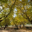 은행나무농장 이미지