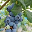 광산농장 이미지