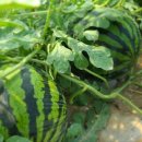 민이농장 이미지