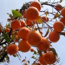 천석농장 이미지