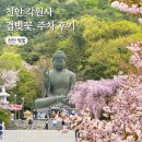 박미희밥상차려주는집 | 천안 각원사 겹벚꽃 개화 시기 주차 벚꽃 실시간 만개 후기