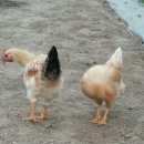 꼬꼬체험장 이미지