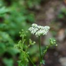 신감채Ostericum grosseserratum (Maxim.)Kitag. 이미지