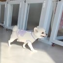 DOG 깨비 이미지