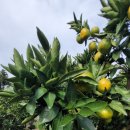 하례광장로 이미지