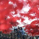 중국단풍길 이미지