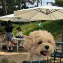 댕이의하루 이미지