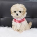 내품안의 반려견 김포점 이미지