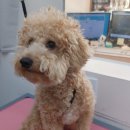 이뻐진개 이미지