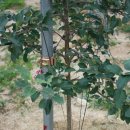 솔봉농장 이미지