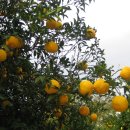 청산농장 이미지