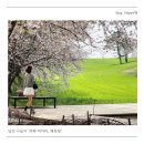 카페 피어라(벚꽃, 보리밭), 당진 왜목항 나들이