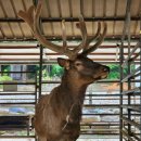 양지흑염소 이미지