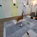 묘랑나랑 이미지