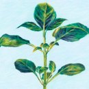 Le basilic, un diamant vert aux éclats de fraîcheur 이미지