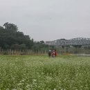피어나공주