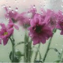 내일비안와요 이미지