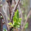 만물농장 | 비에 젖은 아침, 만물이 깨어나 소생하는 봄
