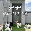 핫도그 반려견 유치원 이미지