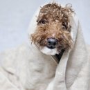 본텔 | 고중량 바스타월 찾는다면, 테리크 비치타올 직접 써본 후기