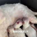 뽀글리 네이버블로그