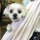 킹프림 애견샵 이미지