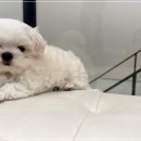 인천종합동물병원