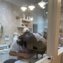 운암애견 이미지