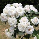 한아름공원1 이미지