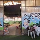 보람목장 | 아이와 가볼만한 곳! 김포 연보람목장 후기(피자만들기,소젖짜기,먹이주기,키즈카페)