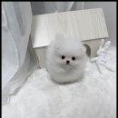 강아지분양 고양이분양 멍앤냥 수원점 이미지