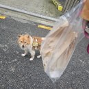 지에스(GS)25위례아이파크점 | choya 초야 아이스 매실 사과 샤베트 /또아 산책과 이스트베이글 - 위례 또안경