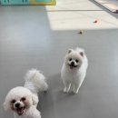 온리 펫살롱 이미지