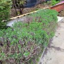 새순카센타 이미지