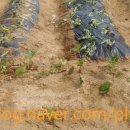 장기농약사 이미지