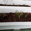 코스모스미용실 이미지