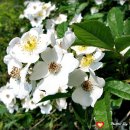 황화약국 이미지