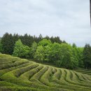 아빠의 정원 | [전남/보성] 보성 대한다원 녹차밭 &amp; 아빠의 정원 펜션 &amp; 카페 초록잎이 펼치는 세상