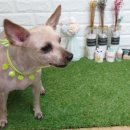 멍이랑몽이 미용 이미지