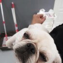 머슬독 이미지