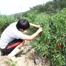 대가야식육점 이미지