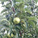 원준농장 이미지