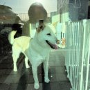 아로하 반려동물 케어 센터 | 받아 바로 하루까지 맡겨버린 아로하반려동물케어센터 내돈내산 후기 /김해 애견 미용실은 여기로 정착...