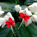 클레로덴드럼 (클레오덴드론) 톰소니아에 Clerodendrum thomsoniae Baifour 이미지