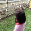 서하목장 이미지