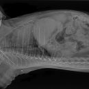 동물병원 All Pets 이미지