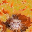 산호환경 이미지