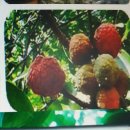 순길농장 이미지