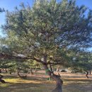 큰소나무농장 | 조경수 투자 현실 공개 (소나무 35주, 9,000만 원 거래 후기)