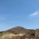 🌸일타이피 준대물급 백수오🌸 이미지